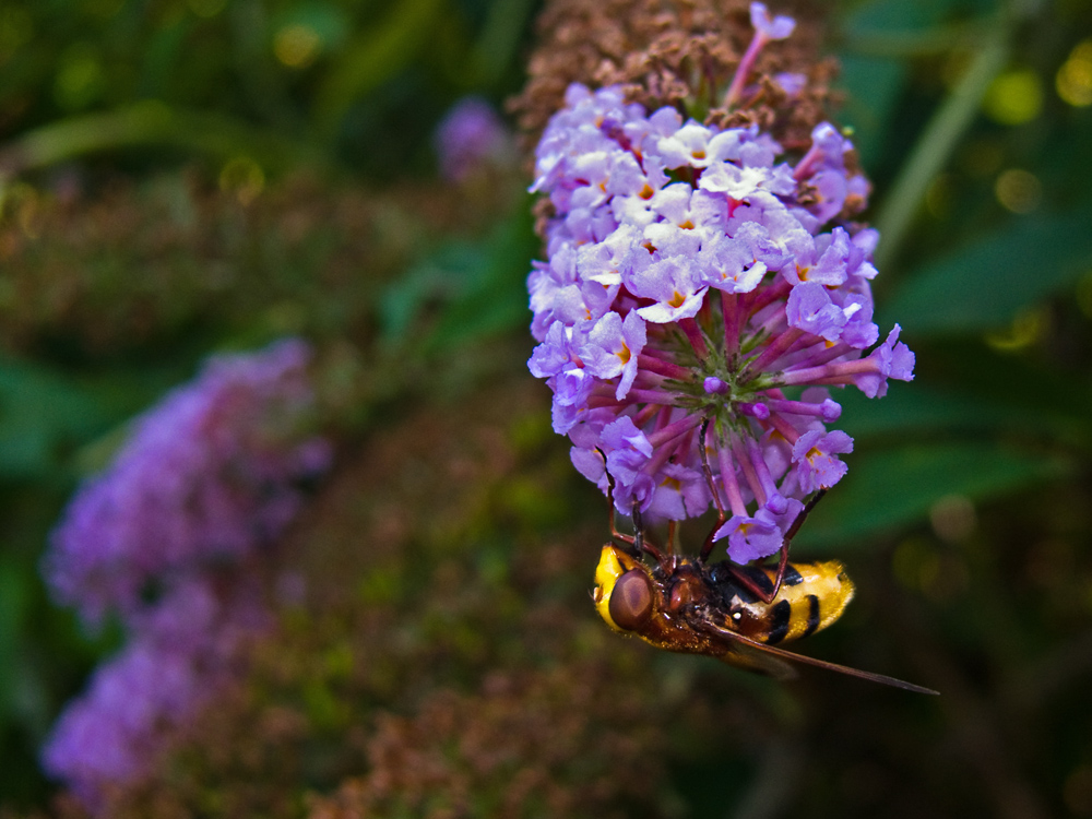 Hornissenschwebfliege