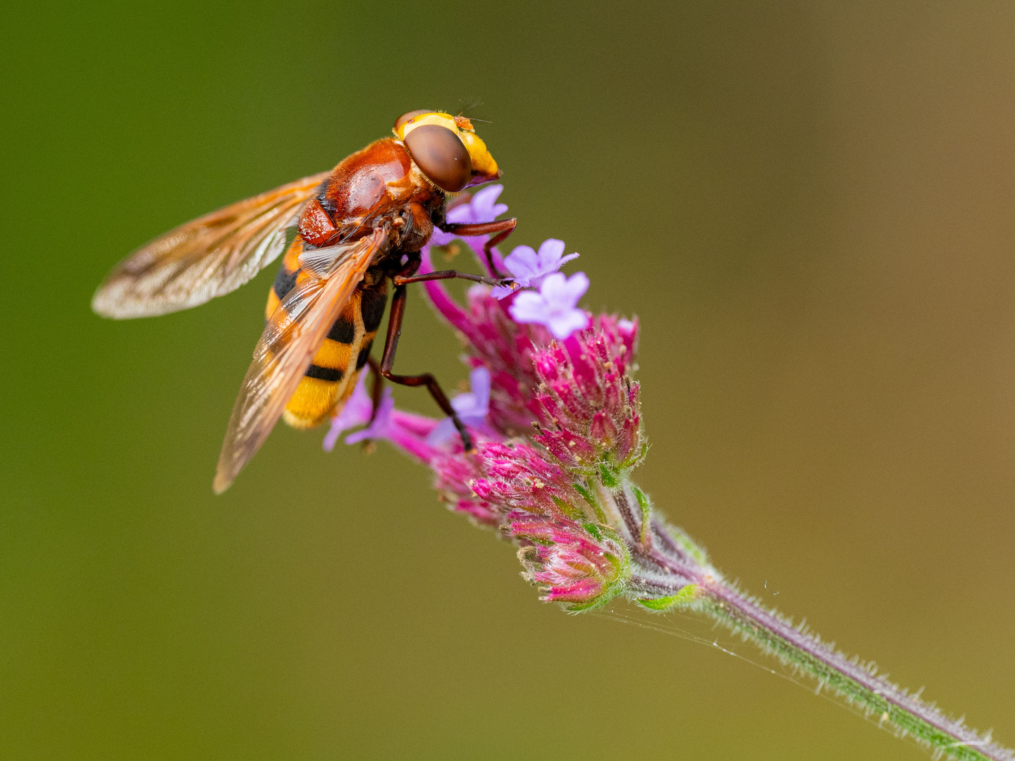 Hornissenschwebfliege