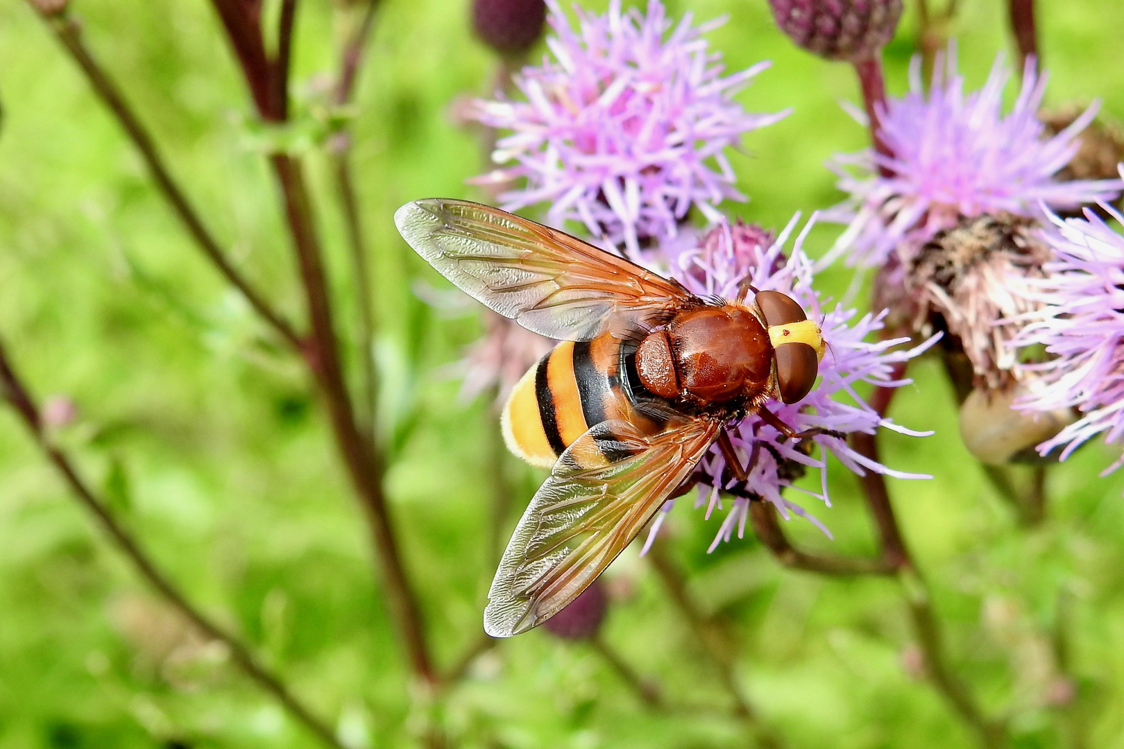 Hornissenschwebfliege