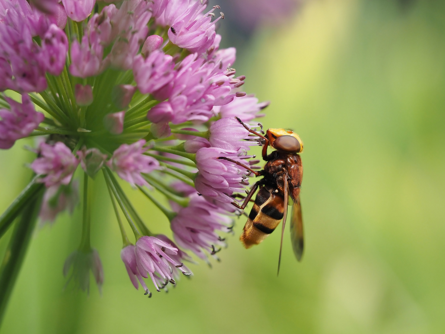 Hornissenschwebfliege