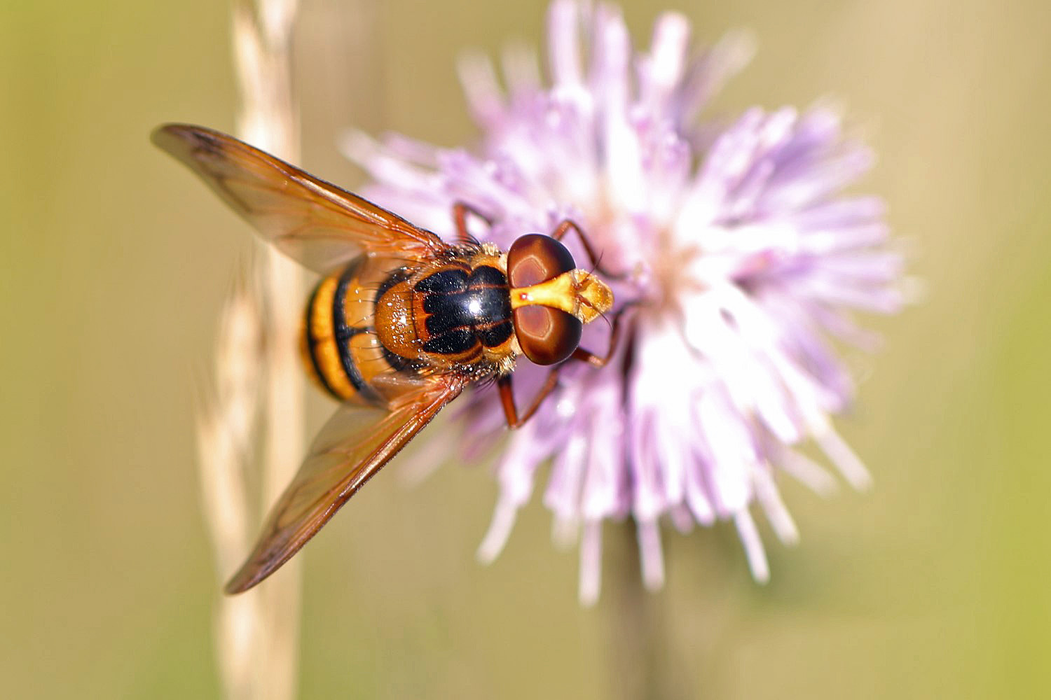 Hornissenschwebfliege