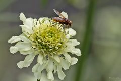 Hornissenschwebfliege