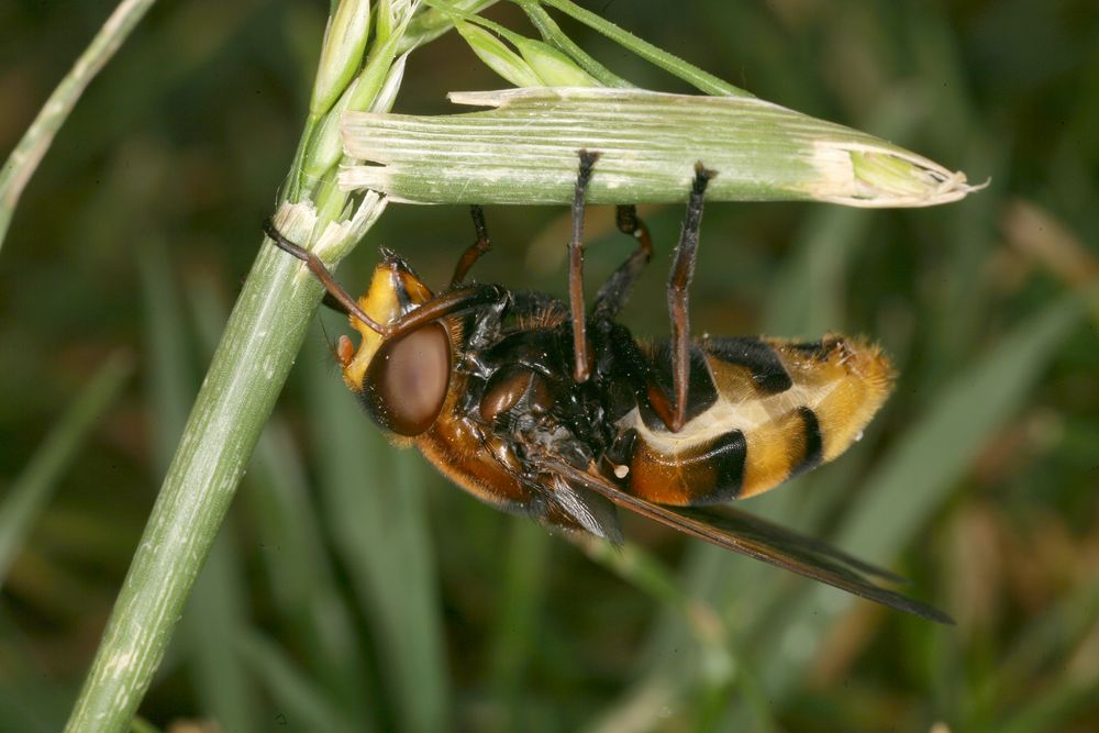 Hornissenschwebfliege