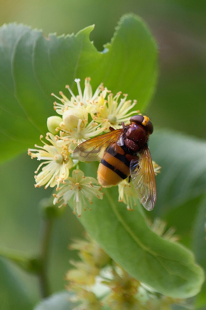 Hornissenschwebfliege