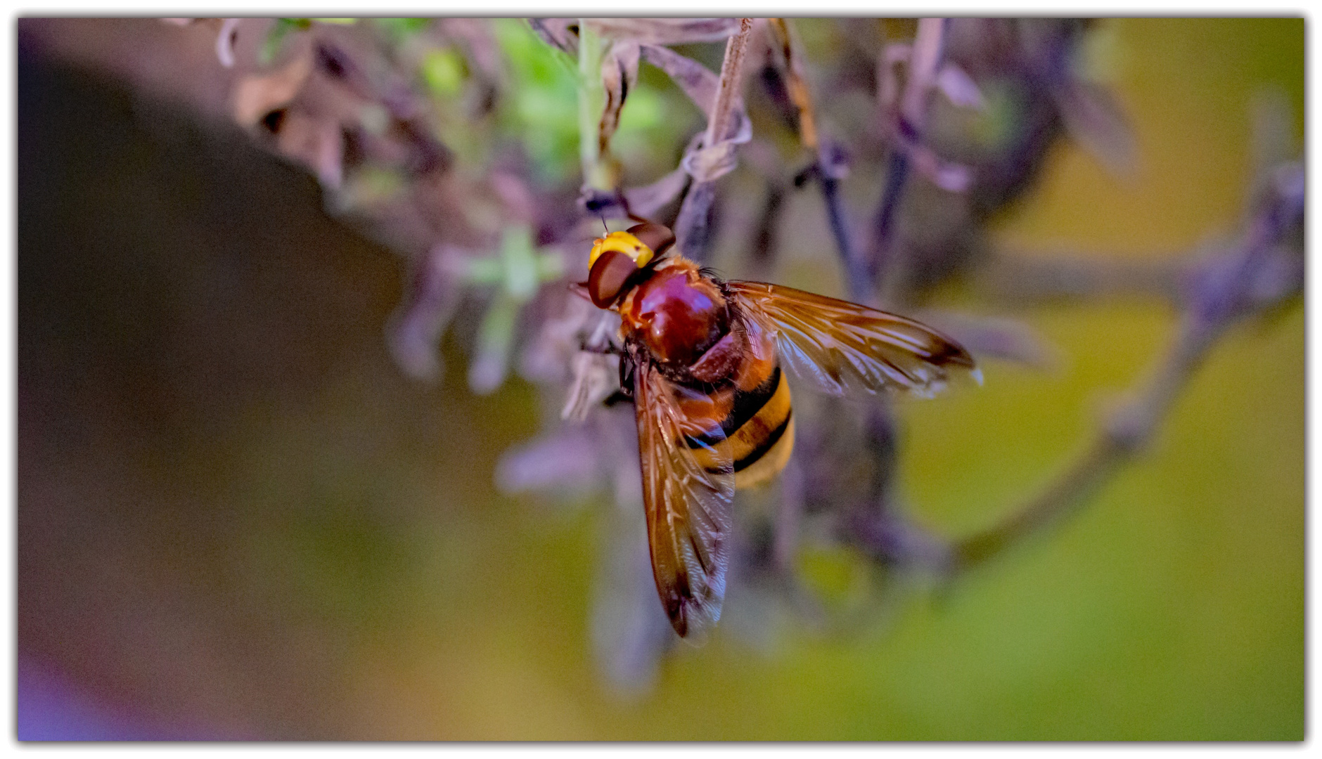 Hornissenschwebfliege 