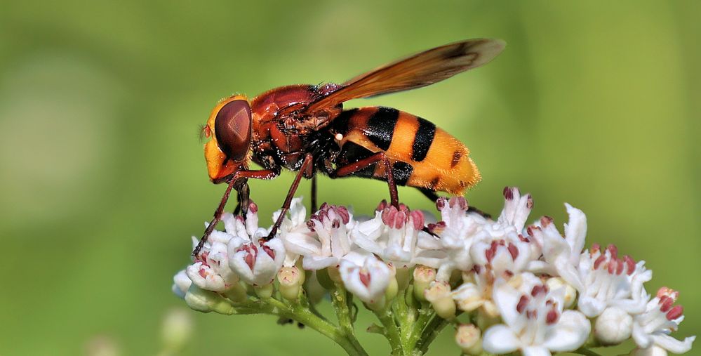 HORNISSENSCHWEBFLIEGE