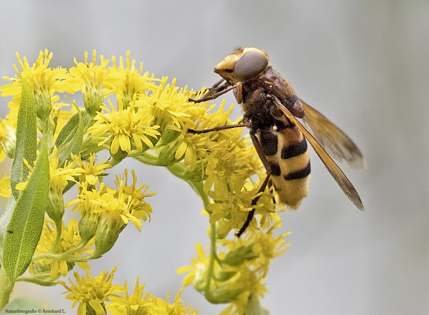  Hornissenschwebfliege