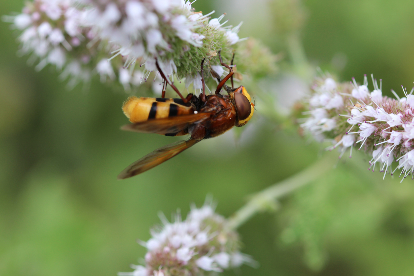 Hornissenschwebfliege :-)