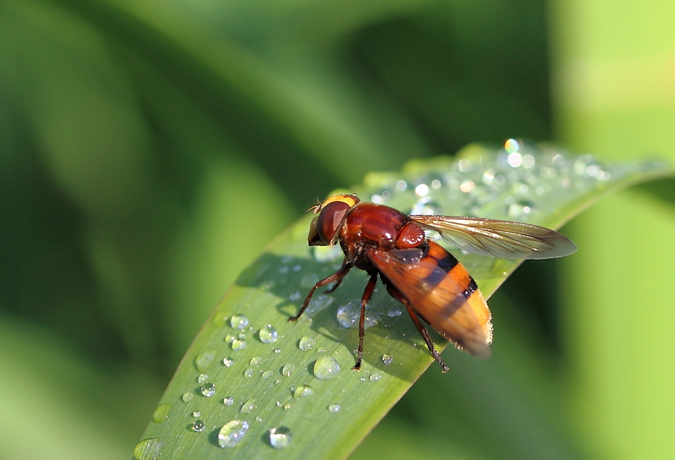 Hornissenschwebfliege im Sommerregen