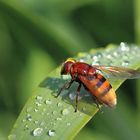 Hornissenschwebfliege im Sommerregen