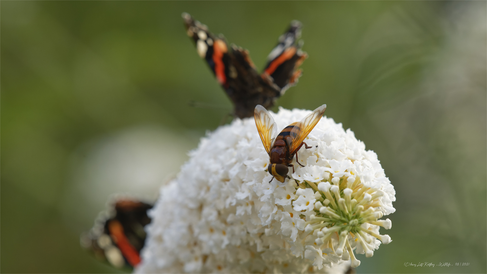 Hornissenschwebfliege  in guter Gesellschaft