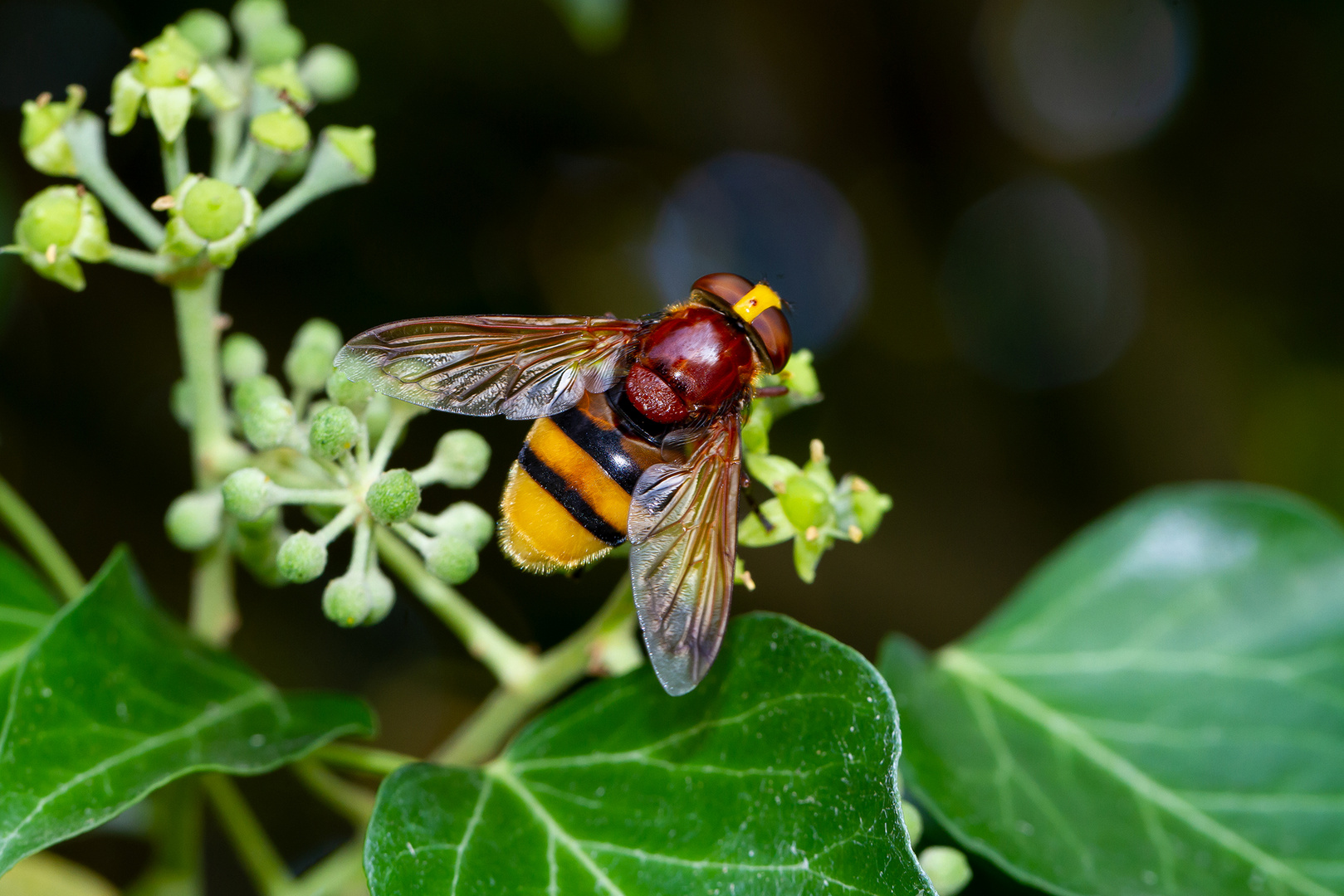  Hornissenschwebfliege Komm.