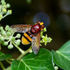  Hornissenschwebfliege Komm.