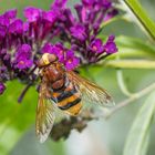 Hornissenschwebfliege – mehr Schein als Sein