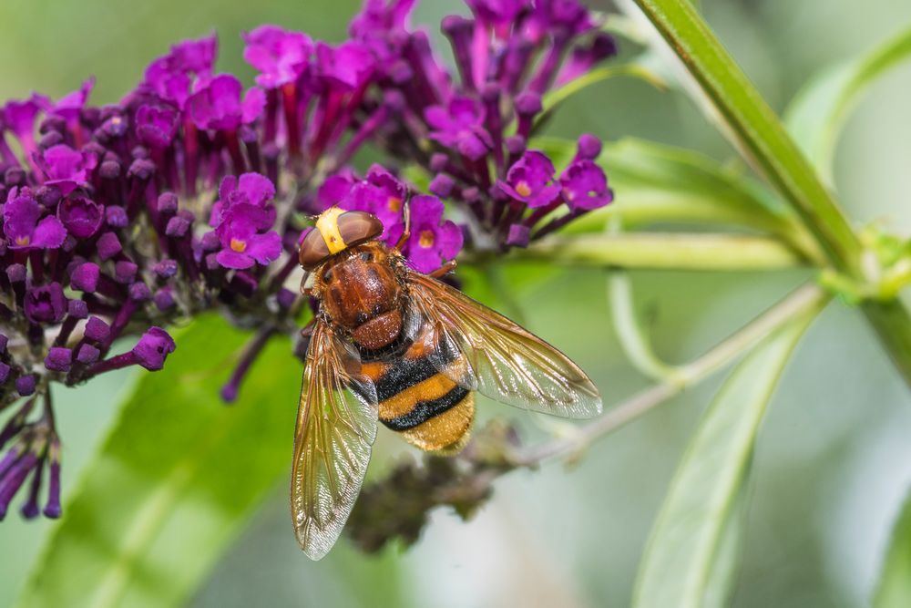 Hornissenschwebfliege – mehr Schein als Sein