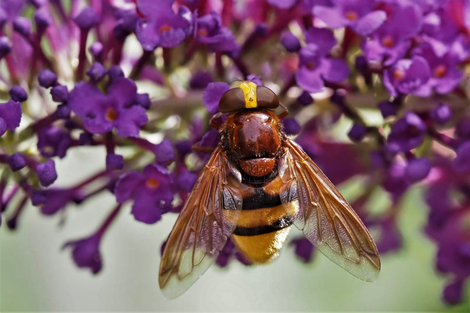 Hornissenschwebfliege, Riesen Hummelschwebfliege, (Valucella zonaria)