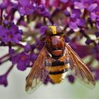 Hornissenschwebfliege, Riesen Hummelschwebfliege, (Valucella zonaria)