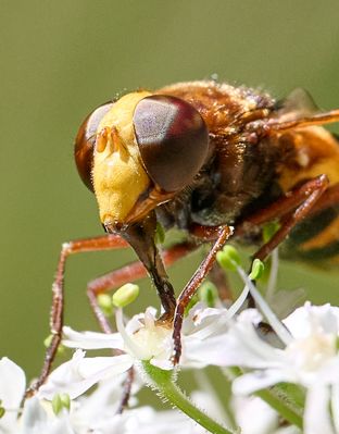 Hornissenschwebfliege saugt
