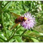 Hornissenschwebfliege schwelgt in rosa Träumen