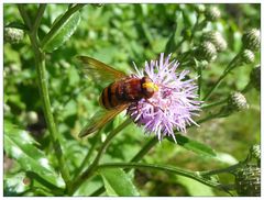 Hornissenschwebfliege schwelgt in rosa Träumen