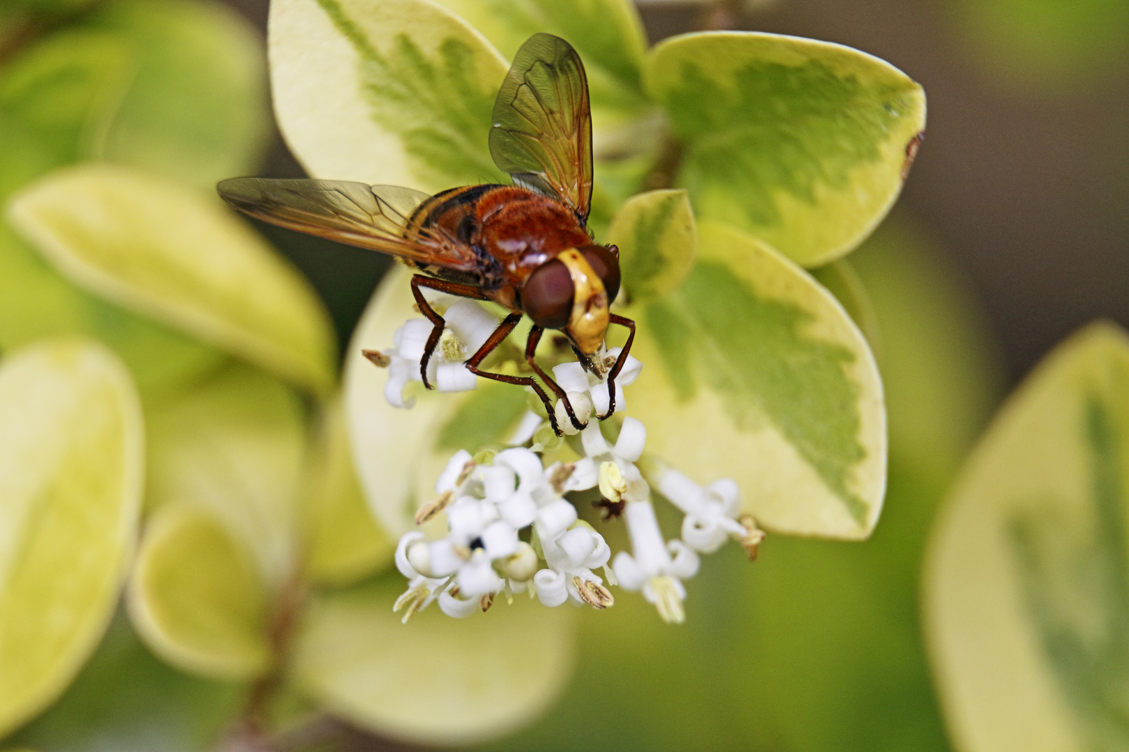 Hornissenschwebfliege (Volucella)