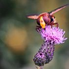 Hornissenschwebfliege (Volucella zonaria) ...