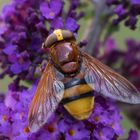 Hornissenschwebfliege (Volucella zonaria)