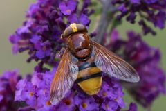 Hornissenschwebfliege (Volucella zonaria)