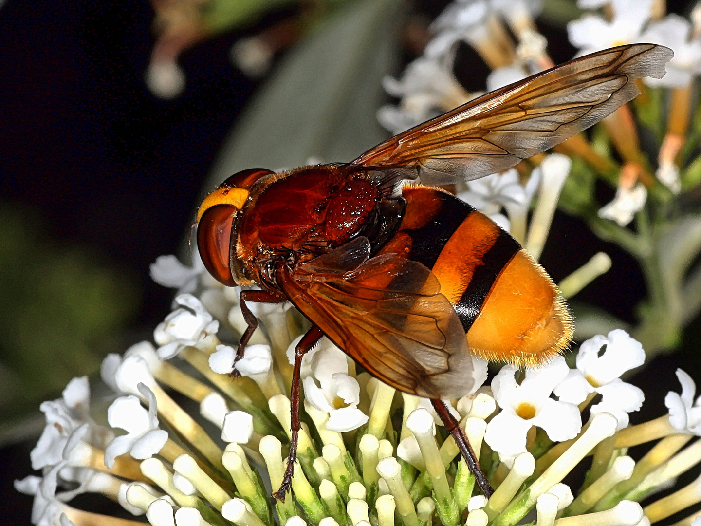 Hornissenschwebfliege (Volucella zonaria)
