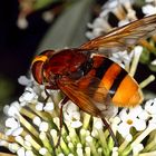 Hornissenschwebfliege (Volucella zonaria)