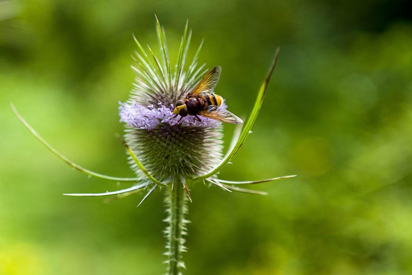 Hornissenschwebfliege (Volucella zonaria)