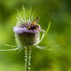 Hornissenschwebfliege (Volucella zonaria)