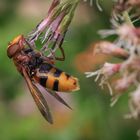 Hornissenschwebfliege (Volucella zonaria)