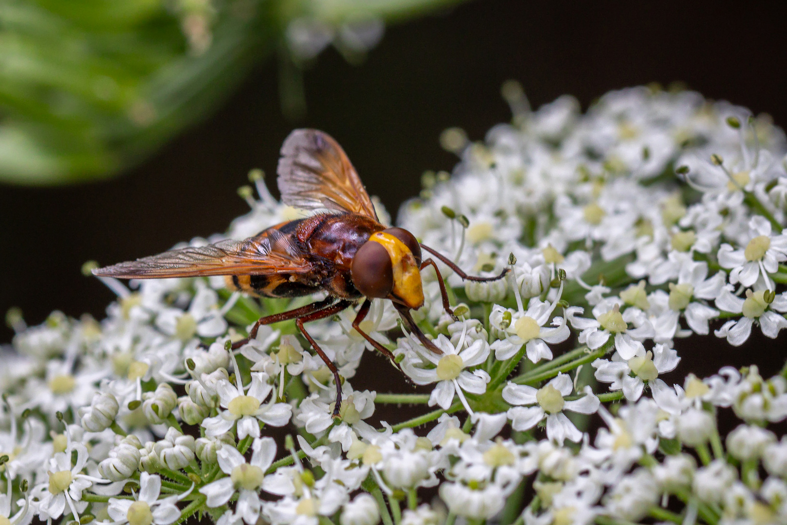 Hornissenschwebfliege  (Volucella zonaria)