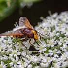 Hornissenschwebfliege  (Volucella zonaria)