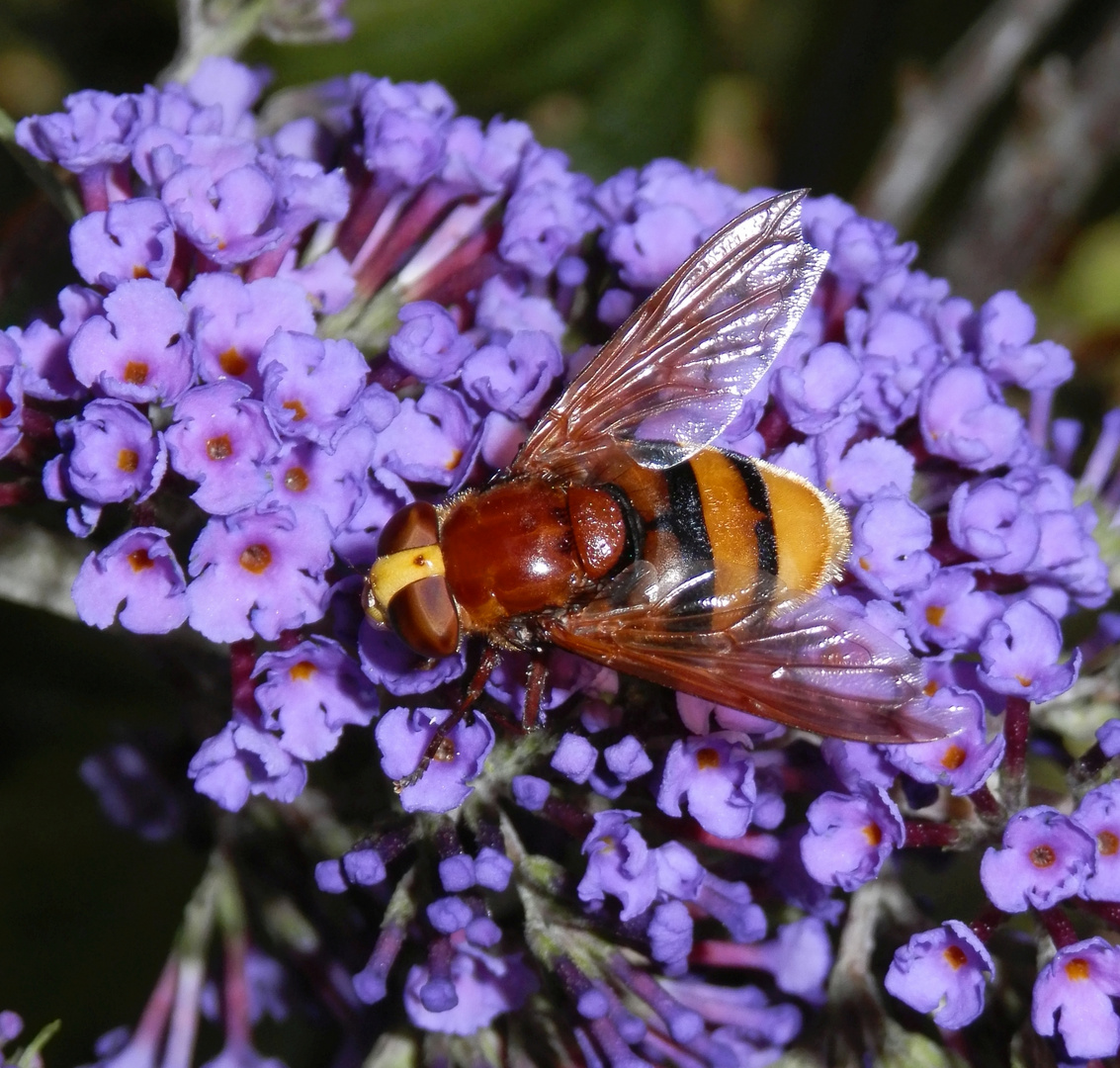 Hornissenschwebfliege (Volucella zonaria) auf Schmetterlingsstrauch