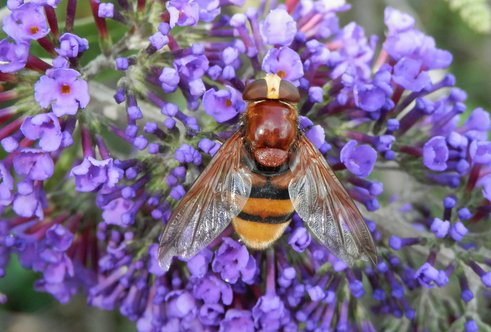 Hornissenschwebfliege (Volucella zonaria) auf Schmetterlingsstrauch