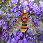 Hornissenschwebfliege (Volucella zonaria) auf Schmetterlingsstrauch