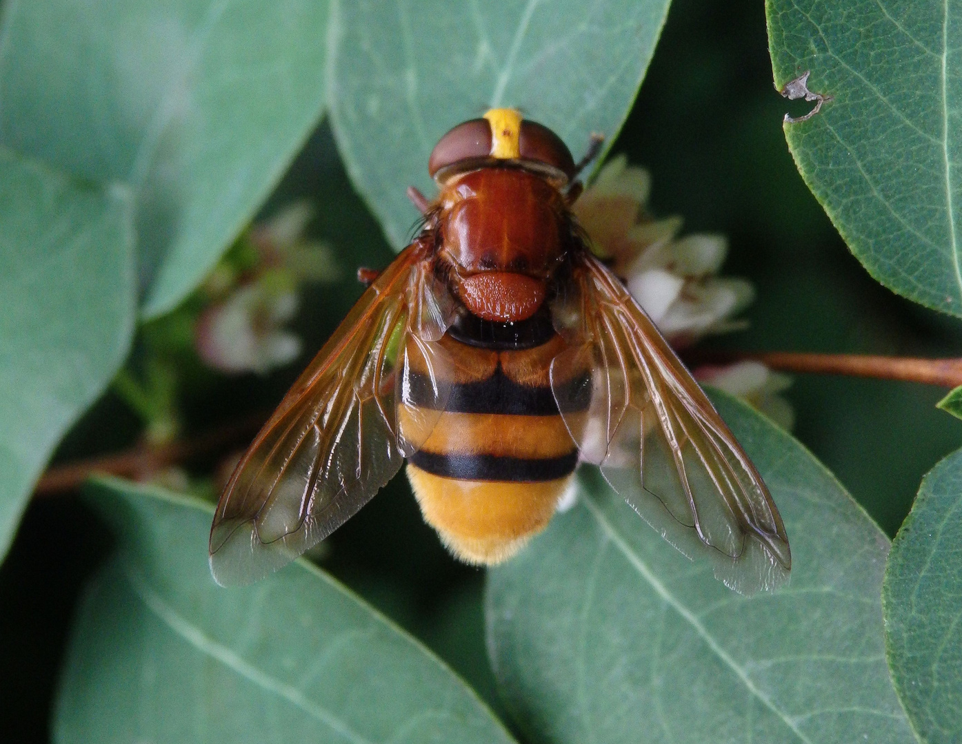 Hornissenschwebfliege (Volucella zonaria) auf Schneebeerenstrauch