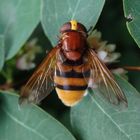 Hornissenschwebfliege (Volucella zonaria) auf Schneebeerenstrauch