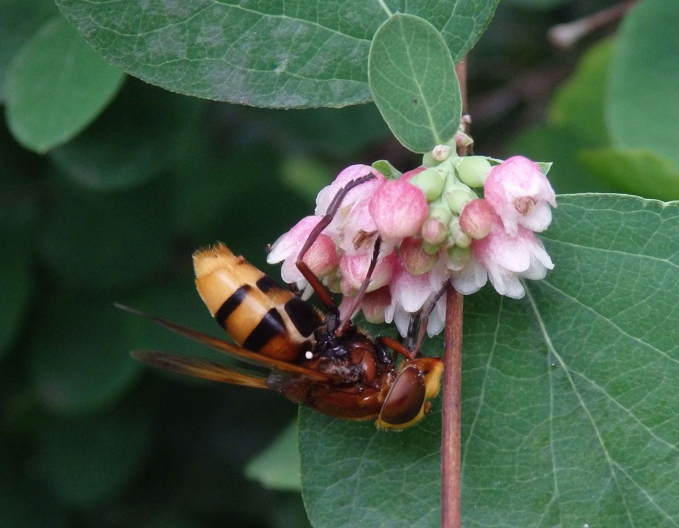 Hornissenschwebfliege (Volucella zonaria) auf Schneebeerenstrauch