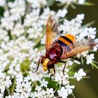 Hornissenschwebfliege (Volucella zonaria)