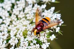 Hornissenschwebfliege (Volucella zonaria)