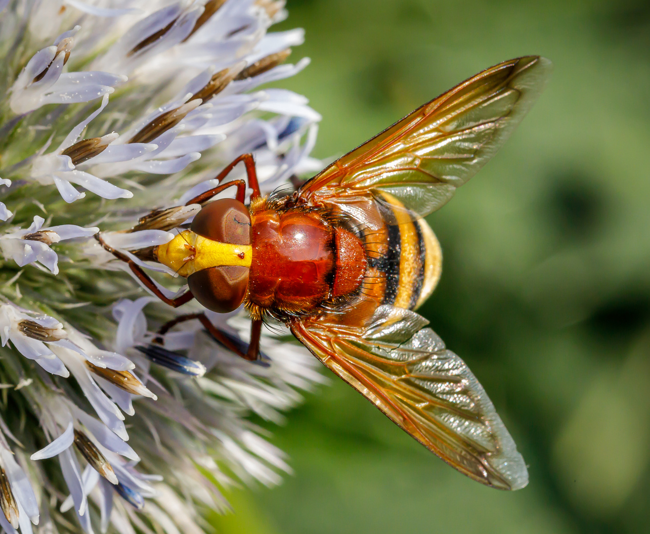 Hornissenschwebfliege (Volucella zonaria) Foto & Bild tiere, wildlife, insekten Bilder auf