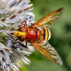 Hornissenschwebfliege (Volucella zonaria)