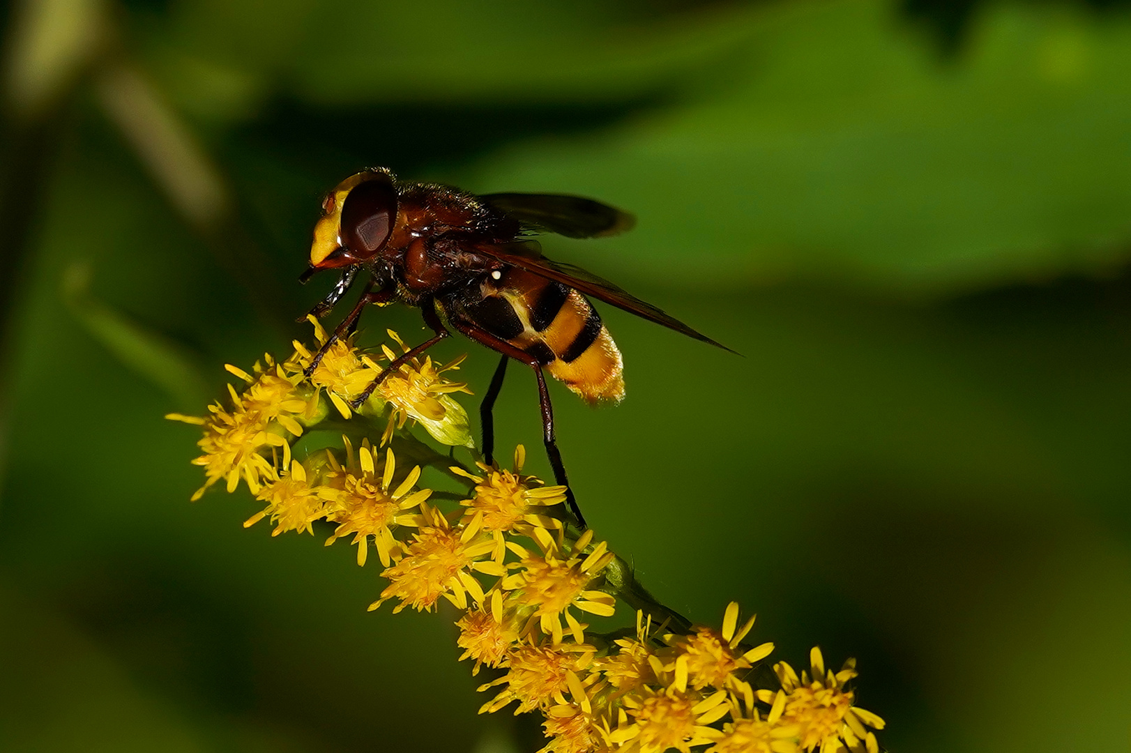 Hornissenschwebfliege (Volucella zonaria)