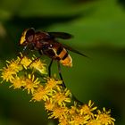 Hornissenschwebfliege (Volucella zonaria)