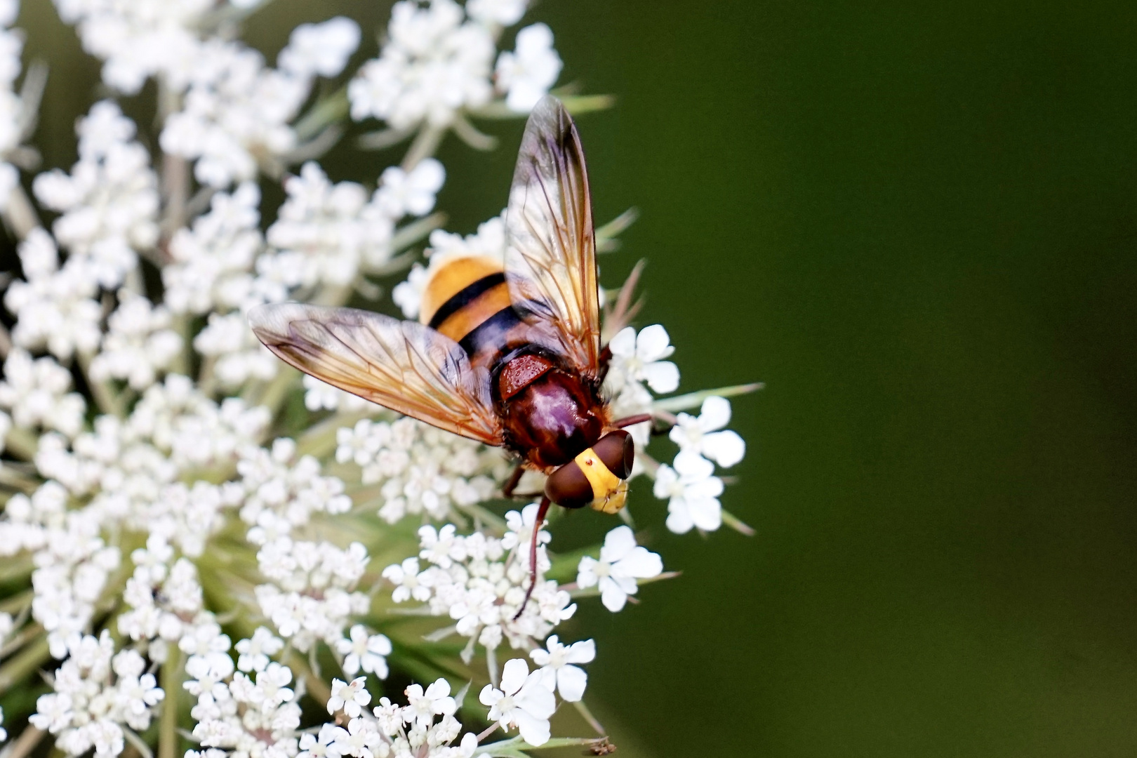 Hornissenschwebfliege (Volucella zonaria)