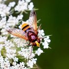 Hornissenschwebfliege (Volucella zonaria)