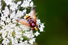 Hornissenschwebfliege (Volucella zonaria)